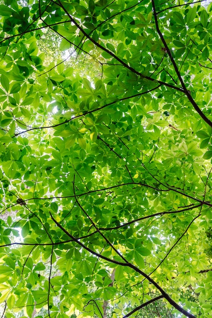 Beautiful green leaves background