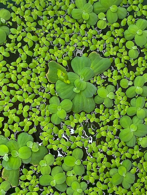 Beautiful green leaves fสoating on water