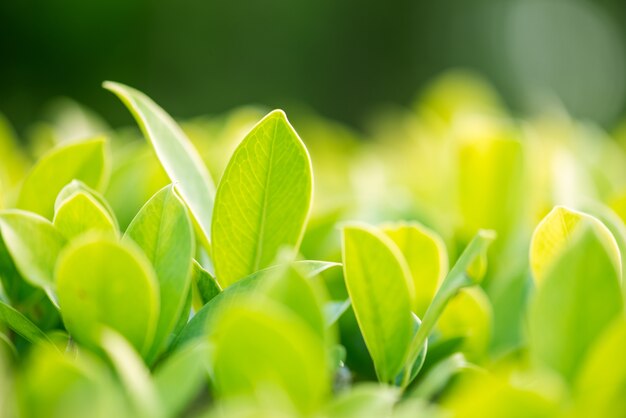 beautiful green leaves on green natural background