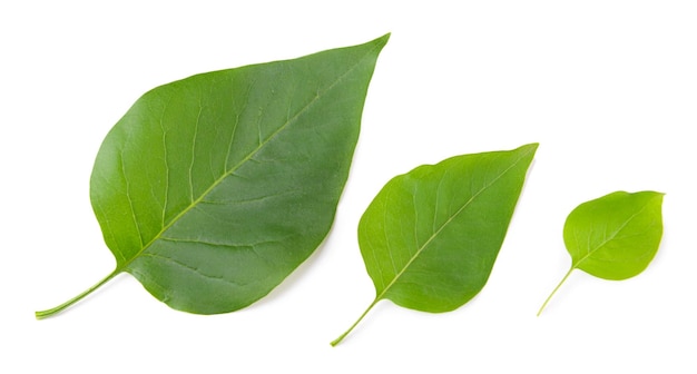 Beautiful green leaves isolated on white