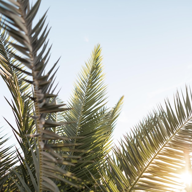 Beautiful green leaves of palm trees at sunset. Exotic nature. Summer vacation on the island, close-up