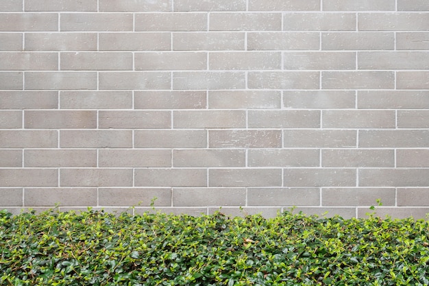 Beautiful green leaves plant garden with gray brick wall wall