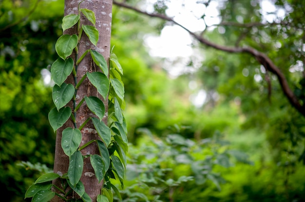 Beautiful green leaves during the rainy season