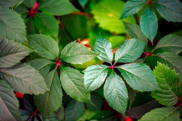 Beautiful green leaves of wild grapes closeup Natural background