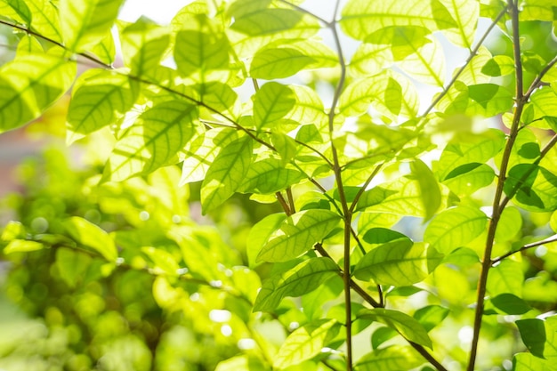 Beautiful green leaves with sunlight Natural green background with selective focus