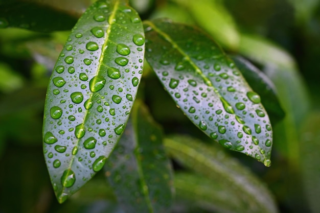 水滴露と美しい緑の葉自然な緑の背景春と植物相のコンセプト