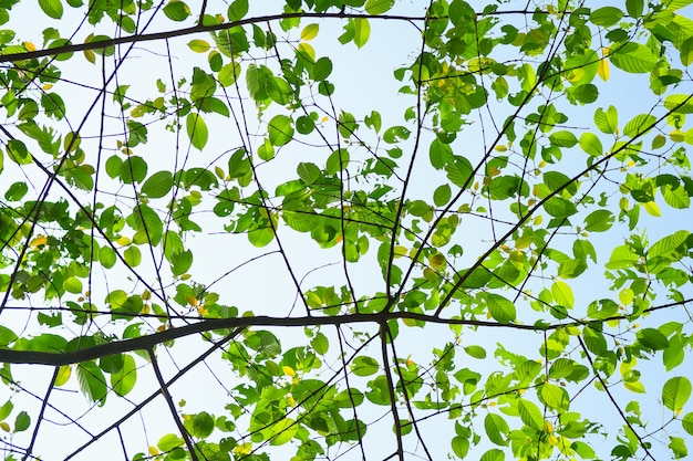 Photo beautiful green leaves