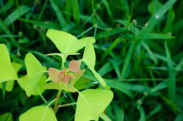 Beautiful Green Leaves