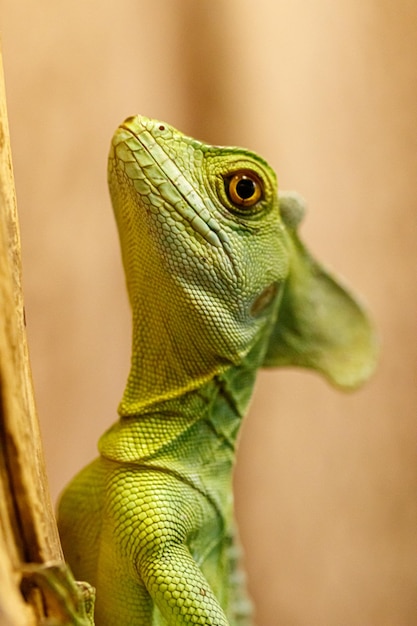 Beautiful green lizard on a branch