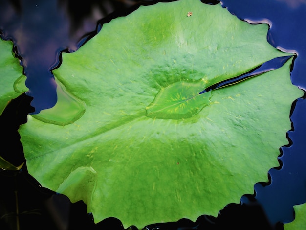 Beautiful green lotus leaf in the water pond