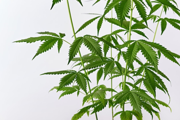 Beautiful green marijuana plant Hemp Cannabis leaves on white background Front view