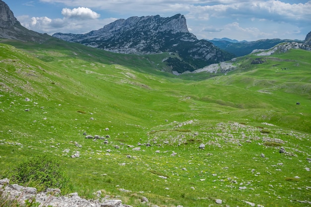 美しい山々に囲まれた美しい緑の牧草地