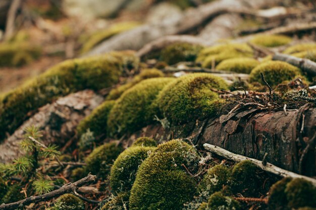 Photo beautiful green moss on the floor moss close up macro beautiful background of moss for wallpaper