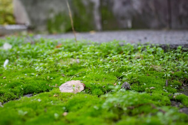 Beautiful green moss on the floor moss closeup macro beautiful\
background of moss with sunlight