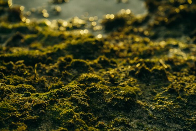 Beautiful green moss on stones near the sea with sunset background