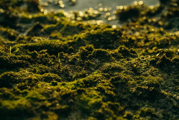 Beautiful green moss on stones near the sea with sunset background