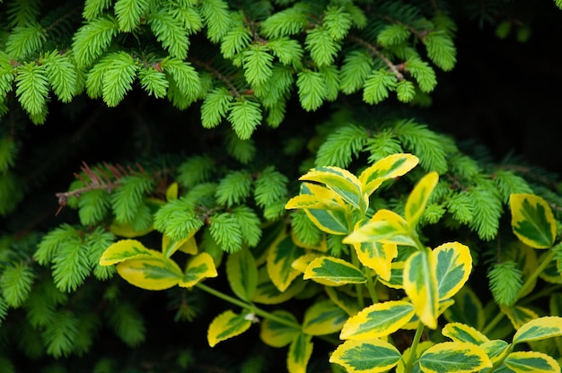 美しい緑の自然の背景。植物