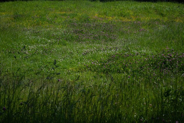 写真 美しい緑の自然の背景。植物