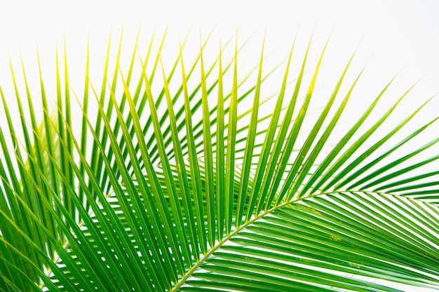 Beautiful green nature coconut leaf on sunlight