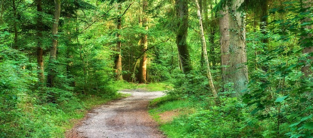 Beautiful and green nature path between trees in the forest during spring season Landscape of an empty dirt road or trail leading into a deep and wild woods Magical location in natural environment