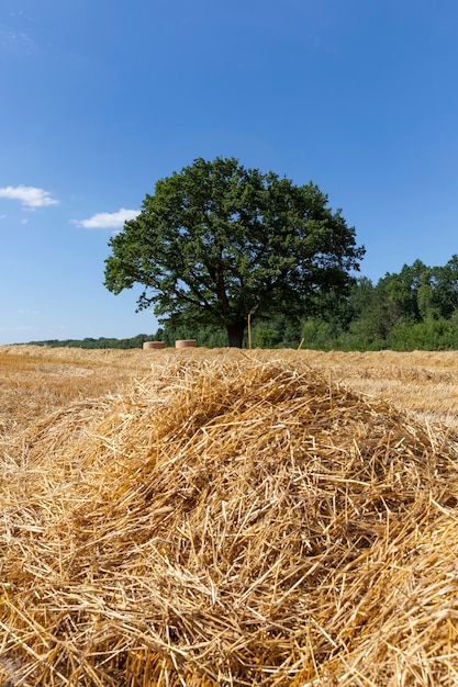 Beautiful green oak and Golden straw