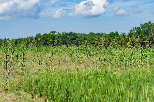 beautiful green paddy plants rice fields nature in Tabanan, Bali premium photo