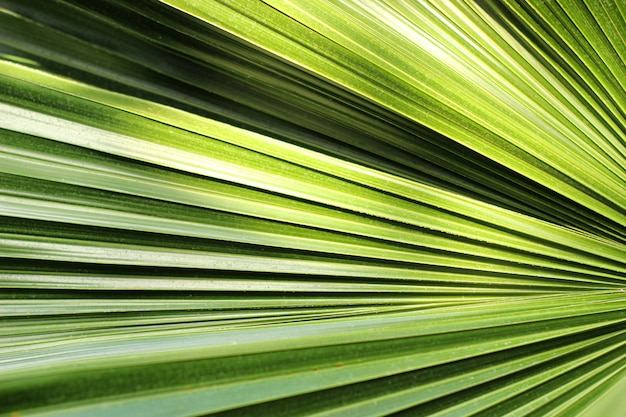 Красивый зеленый пальмовый лист крупным планом, растущий на открытом воздухе. Мягкая и размытая концепция