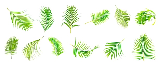 디자인 요소 열 대 잎에 대 한 흰색 배경에 고립 된 아름 다운 녹색 팜 리프