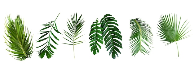 Красивый зеленый пальмовый лист, изолированные на белом фоне с элементами дизайна тропических листьев Summ