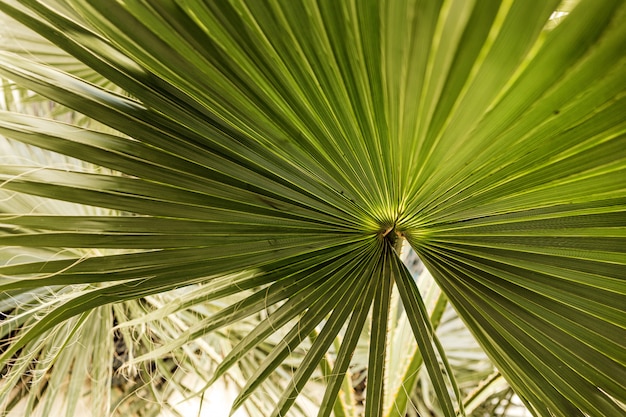 beautiful green palm leaves growing wild in a tropical place with white wall behind