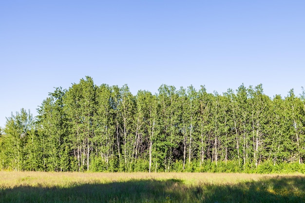 들판과 나무 개미 푸른 하늘이 있는 아름다운 녹색 공원