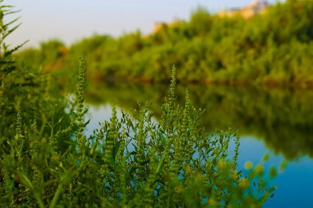 Beautiful green park with lake view Delhi india