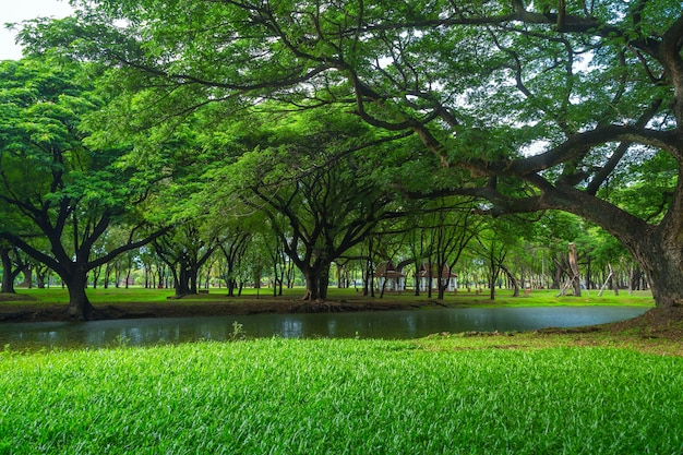 美しい緑の公園