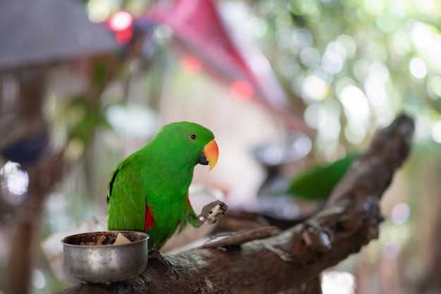 Beautiful Green parrot Great-Green Macaw 