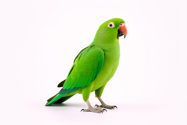 Beautiful green parrot on a white isolated background AI Generated