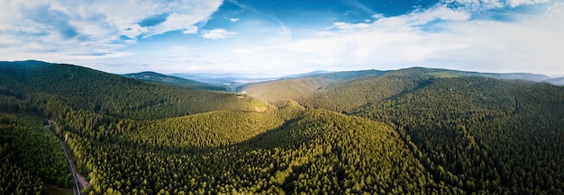 Beautiful green pine forest panorama in Romania mountains with blue sky