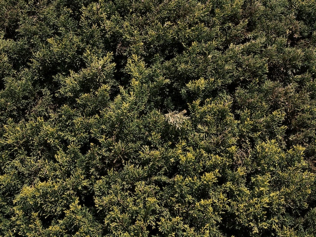 Beautiful green pine tree leaves background