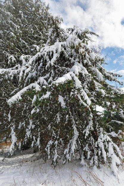 Beautiful green pine trees covered with snow