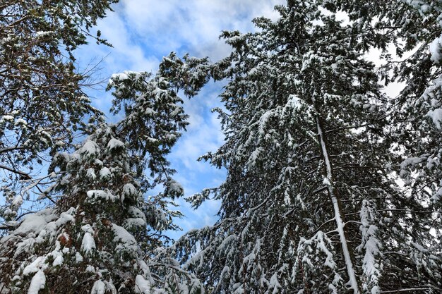 Beautiful green pine trees covered with snow