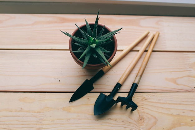 Фото Красивые зеленые растения и инструменты для работы в саду, инструменты и горшок лежат на темном деревянном фоне