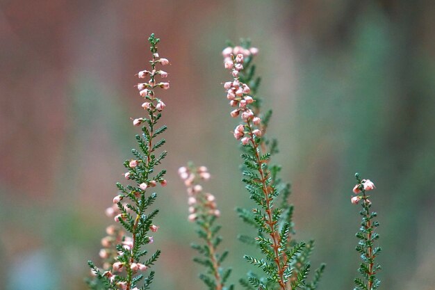 beautiful green plant in the garden                  