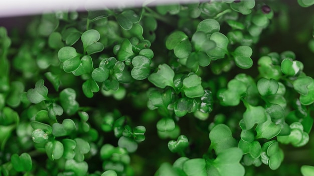 Beautiful green plant with leaves top view