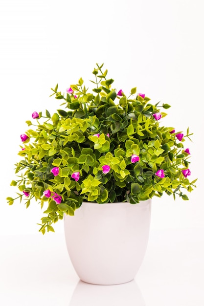 beautiful green plant with white background