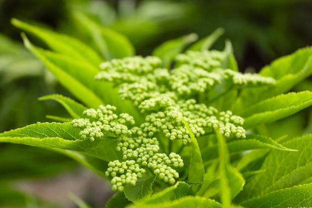 美しい緑の植物