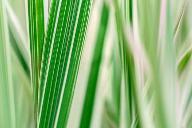 庭の美しい緑の植物。