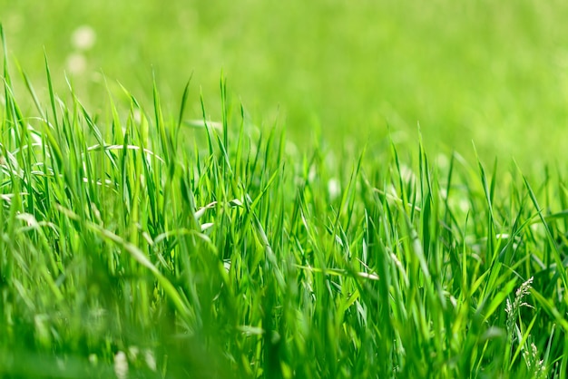 Beautiful green plants in the garden.