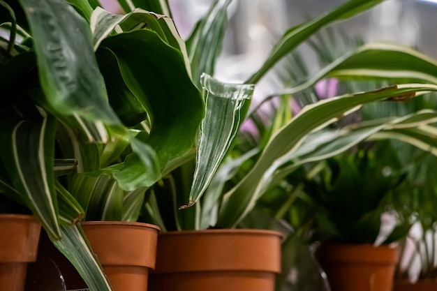 Beautiful green plants in pots close-up.