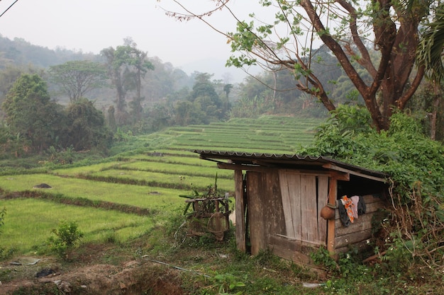 Beautiful green rice field hut house