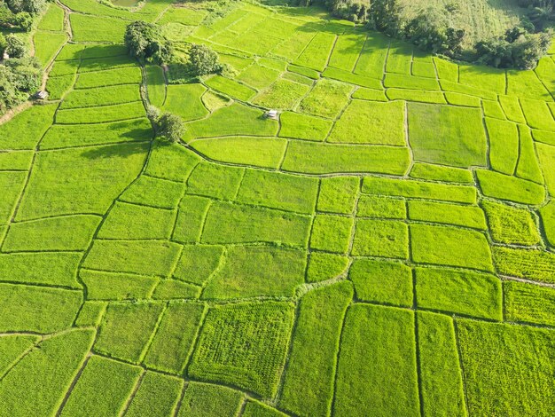 Bellissime risaie verdi dai fuchi