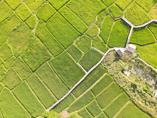 写真 ドローンからの美しい緑の田んぼ